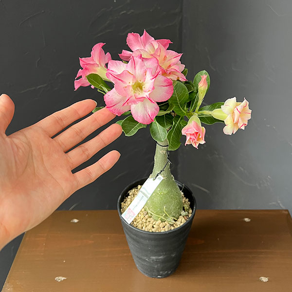 アデニウム:オベスム Hartbreeze 4号鉢植え