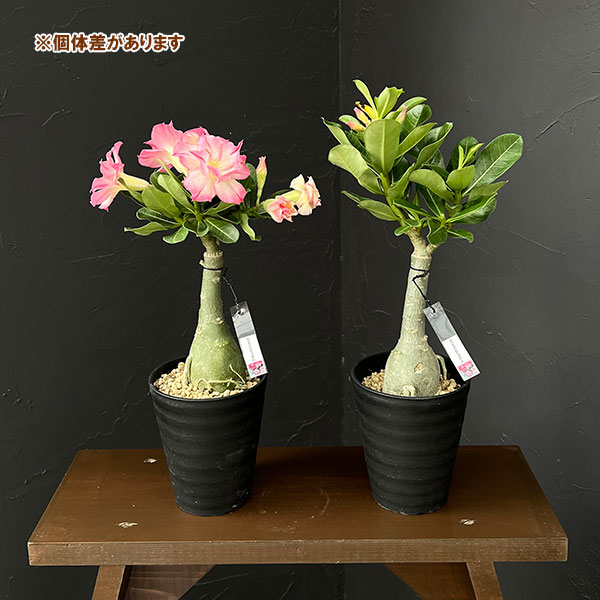 アデニウム:オベスム Hartbreeze 4号鉢植え