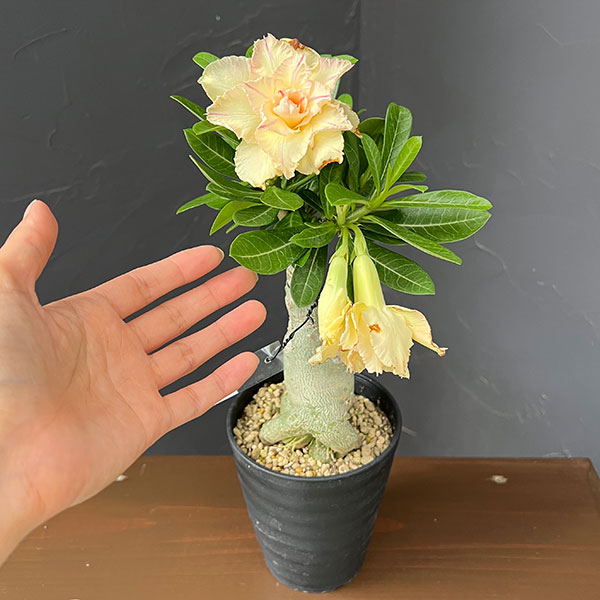 アデニウム:オベスム Phoenix 4号鉢植え