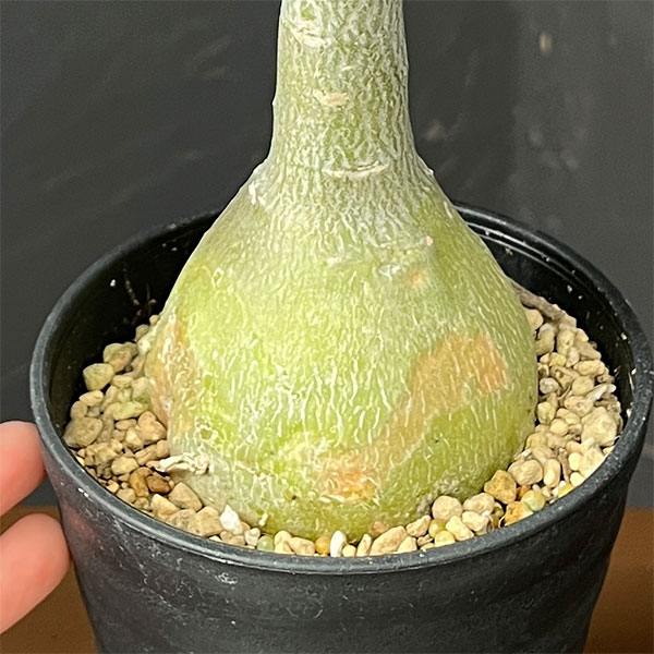 アデニウム:オベスム Kuhlab suphan 4号鉢植え