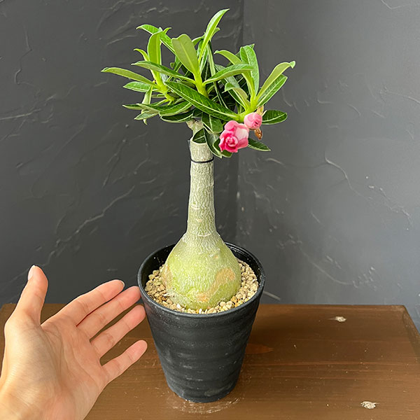 アデニウム:オベスム Kuhlab suphan 4号鉢植え