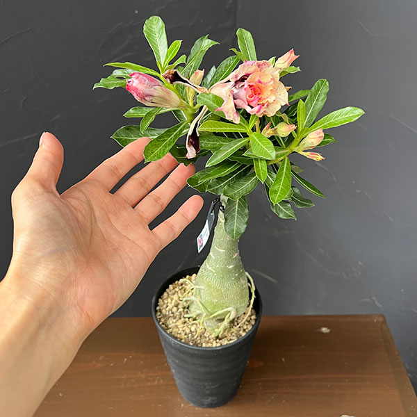 アデニウム:オベスム Golden Year 4号鉢植え