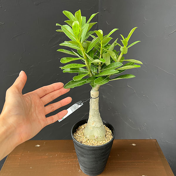 アデニウム:オベスム Oath 4号鉢植え
