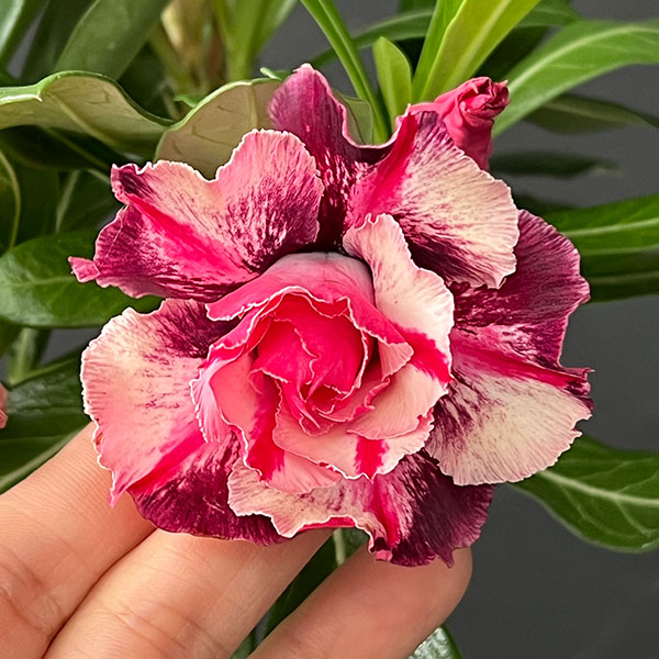 アデニウム:オベスム Purple Eye 4号鉢植え
