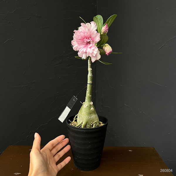 アデニウム:オベスム super pink 4号鉢植え