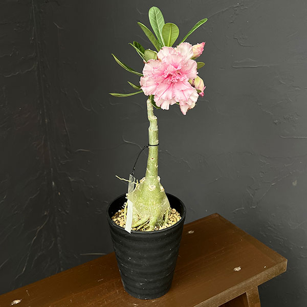 アデニウム:オベスム super pink 4号鉢植え