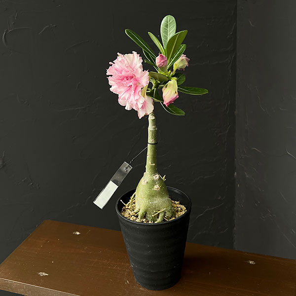 アデニウム:オベスム super pink 4号鉢植え
