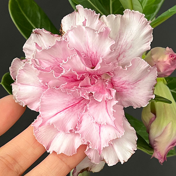 アデニウム:オベスム super pink 4号鉢植え