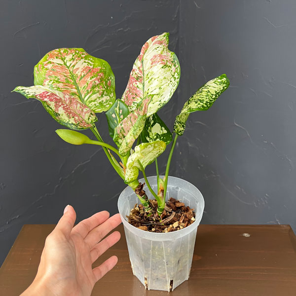 アグラオネマ:アンヤマニー トリカラー 4号鉢植え*