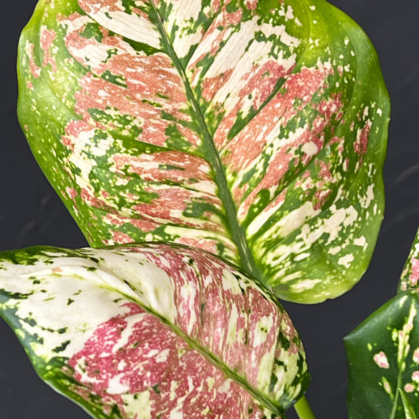 アグラオネマ:アンヤマニー トリカラー 4号鉢植え*