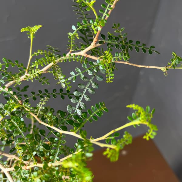 オペルクリカリア:パキプス 4号鉢植え26-02