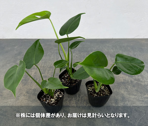 モンステラ：デリシオサ　コンパクタ（TC苗）2.5号ポット