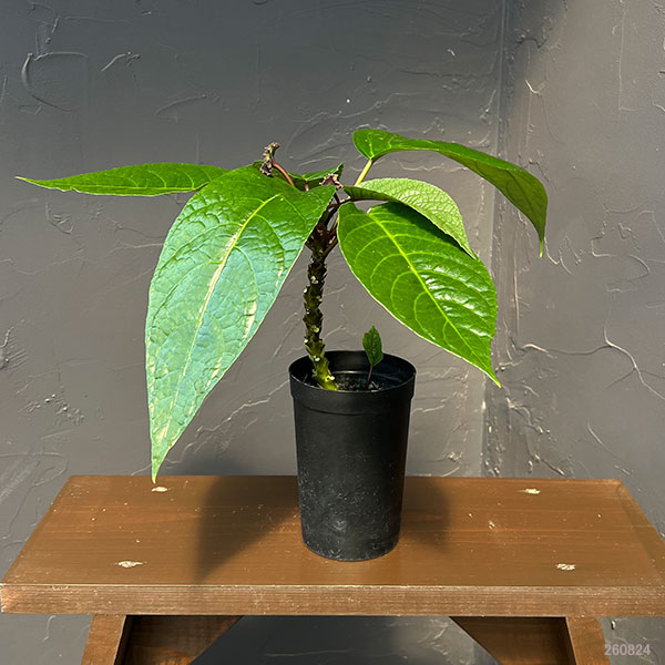 ドルステニア:エラータ(幹立ちタイプ) 3号鉢植え
