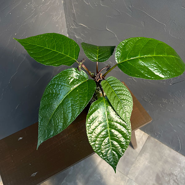 ドルステニア:エラータ(幹立ちタイプ) 3号鉢植え