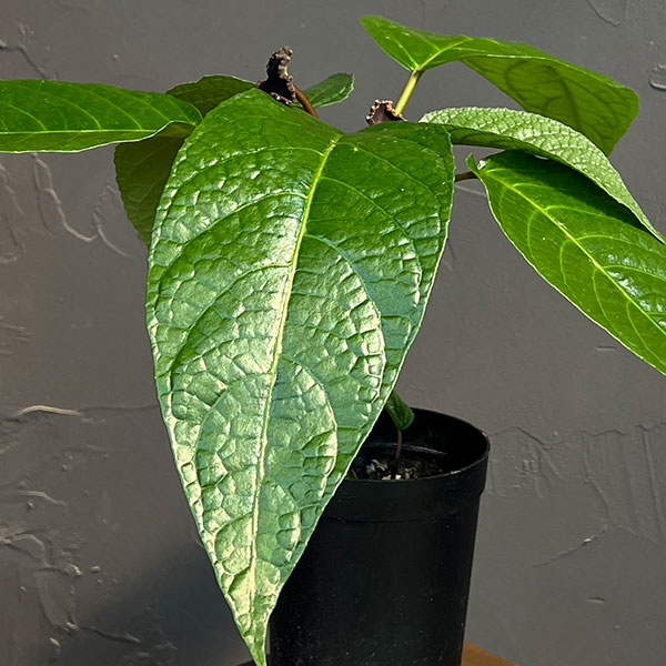 ドルステニア:エラータ(幹立ちタイプ) 3号鉢植え