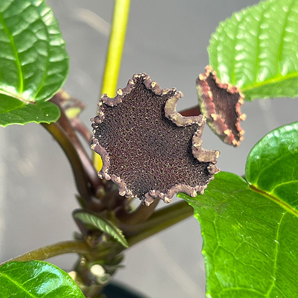 ドルステニア:エラータ(幹立ちタイプ) 3号鉢植え