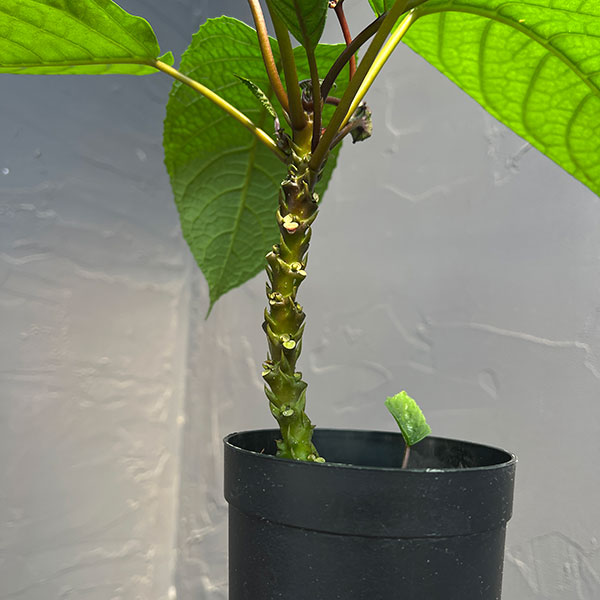 ドルステニア:エラータ(幹立ちタイプ) 3号鉢植え