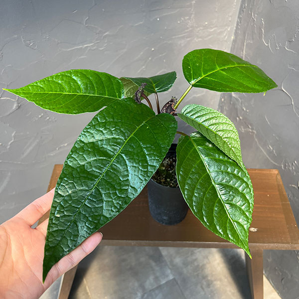 ドルステニア:エラータ(幹立ちタイプ) 3号鉢植え
