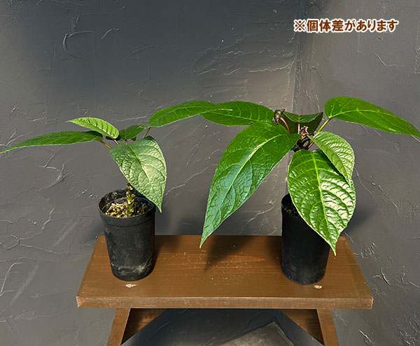 ドルステニア:エラータ(幹立ちタイプ) 3号鉢植え