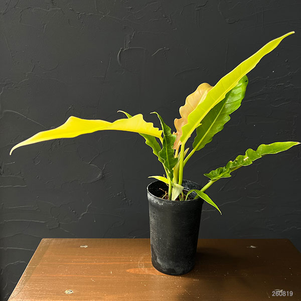 フィロデンドロン:プルートロンギフォリア 3号鉢植え26-01