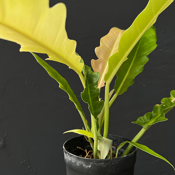 フィロデンドロン:プルートロンギフォリア 3号鉢植え26-01