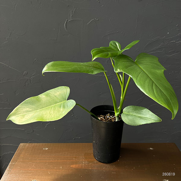 フィロデンドロン:ピペンニフォニウム 3号鉢植え