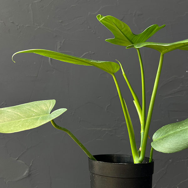 フィロデンドロン:ピペンニフォニウム 3号鉢植え
