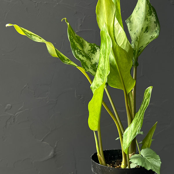 アグラオネマ:コンムタツム 3号鉢植え