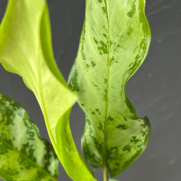 アグラオネマ:コンムタツム 3号鉢植え