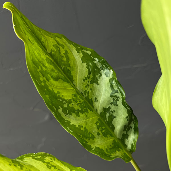 アグラオネマ:コンムタツム 3号鉢植え