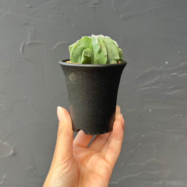 サボテン:アストロフィツムミリオスティグマ 複隆 2.5号鉢植え26-01