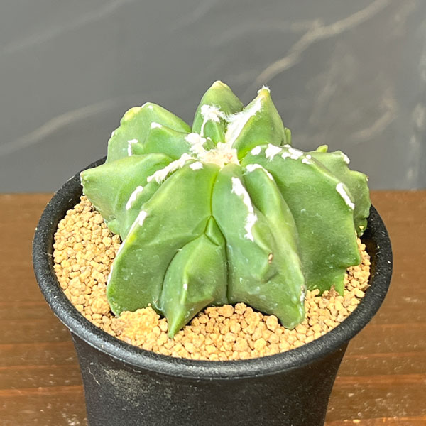 サボテン:アストロフィツムミリオスティグマ 複隆 2.5号鉢植え26-01