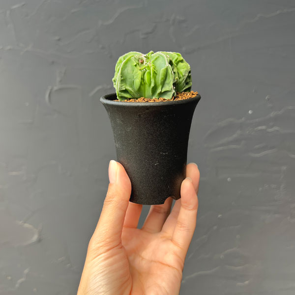 サボテン：アストロフィツムミリオスティグマ　複隆　2.5号鉢植え26-02