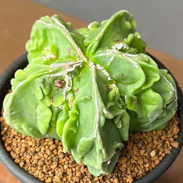 サボテン：アストロフィツムミリオスティグマ　複隆　2.5号鉢植え26-02