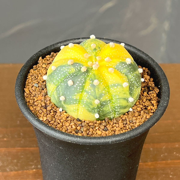 アストロフィツム:兜丸錦(かぶとまるにしき) 2.5号鉢植え26-01