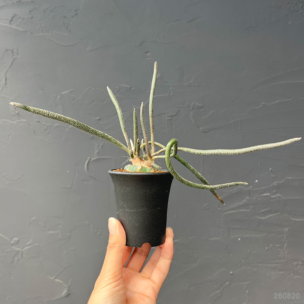 アストロフィツム:カプトメデューサ 2.5号鉢植え*