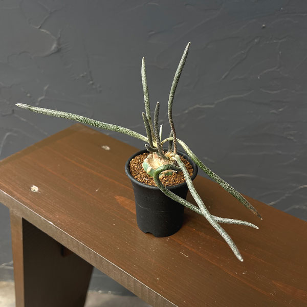アストロフィツム:カプトメデューサ 2.5号鉢植え*