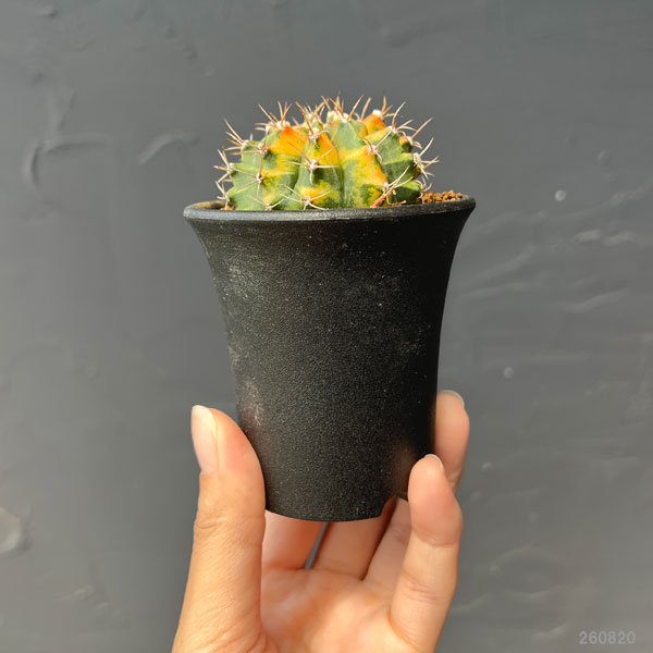 サボテン:ギムノカリキウム 実生ミノハビッチ 特選緋牡丹錦 2.5号鉢植え