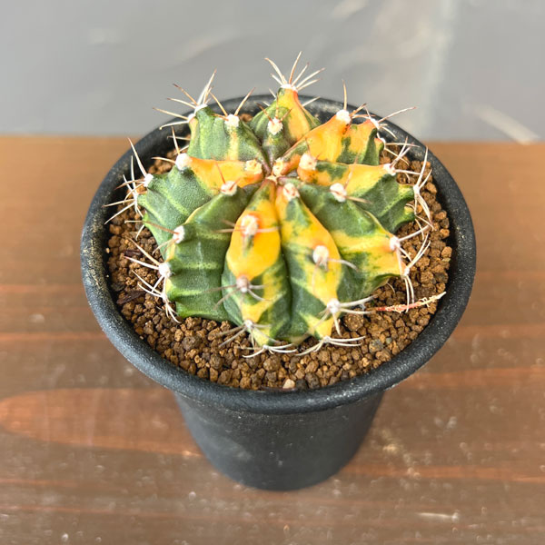 サボテン:ギムノカリキウム 実生ミノハビッチ 特選緋牡丹錦 2.5号鉢植え