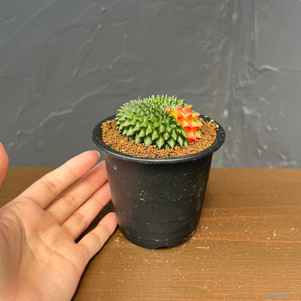 サボテン:ギムノカリキウム 無刺牡丹玉石化 錦 3号鉢植え