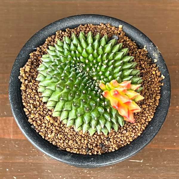 サボテン:ギムノカリキウム 無刺牡丹玉石化 錦 3号鉢植え