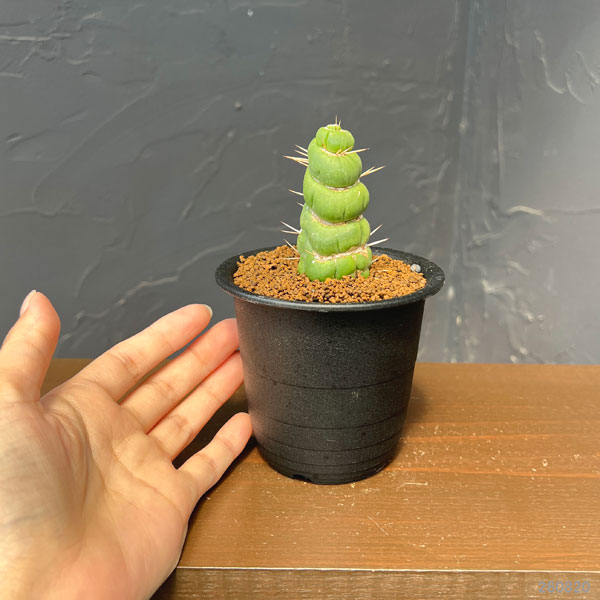 サボテン:ユーリキニア カスタネア スピラリス 3号鉢植え