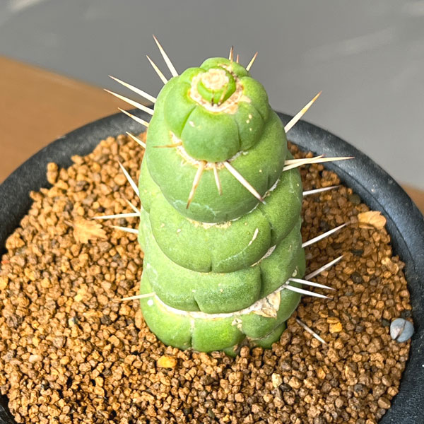 サボテン:ユーリキニア カスタネア スピラリス 3号鉢植え
