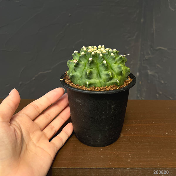 サボテン:ギムノカリキウム ミノハビッチ モンスト 3号鉢植え26-01