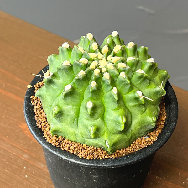 サボテン:ギムノカリキウム ミノハビッチ モンスト 3号鉢植え26-01