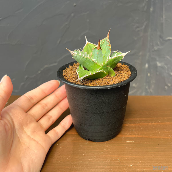 アガベ:チタノタ シエラミクスティカ 3号鉢植え
