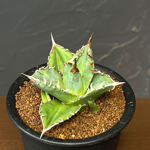 アガベ:チタノタ シエラミクスティカ 3号鉢植え
