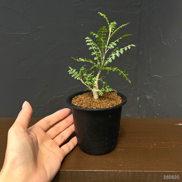 ボスウェリア:ネグレクタ 3号鉢植え**