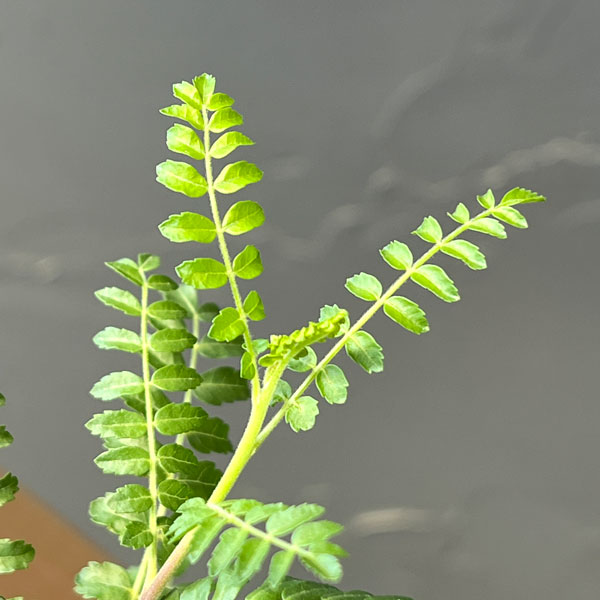 ボスウェリア:ネグレクタ 3号鉢植え**