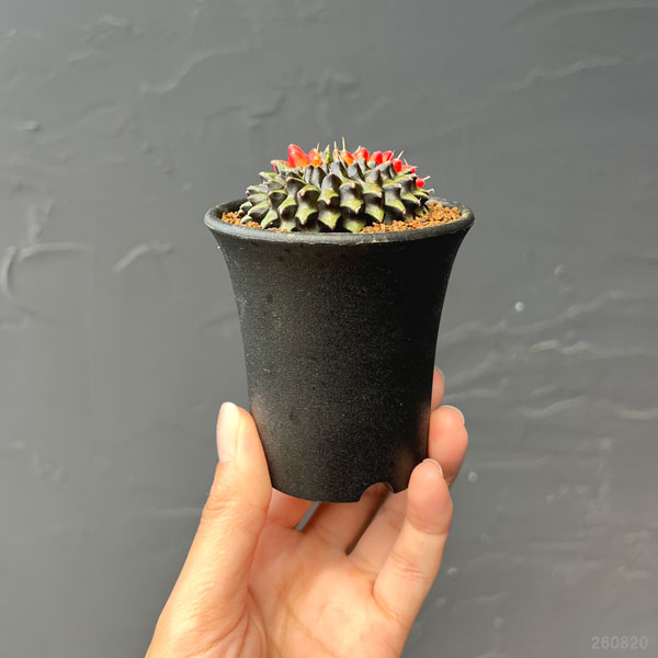サボテン:ギムノカリキウム 無刺牡丹玉石化 錦 2.5号鉢植え